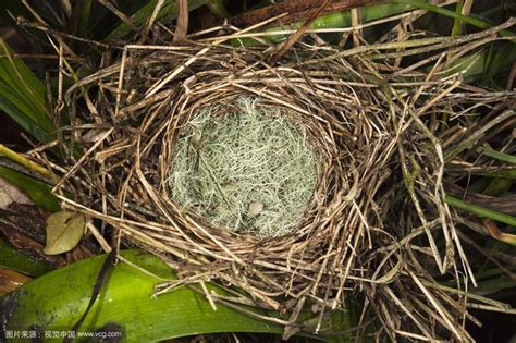 家有鳥築巢|【家有鳥巢】家有鳥巢，居家風水亨通！揭開野鳥築巢。